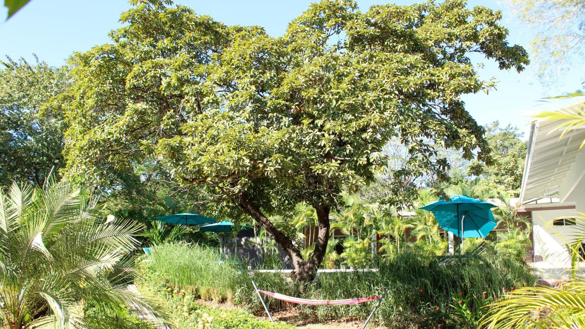 Tee-K Lodge Tamarindo Buitenkant foto